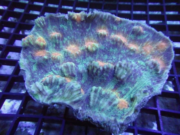 Mycedium