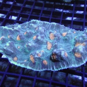 Mycedium