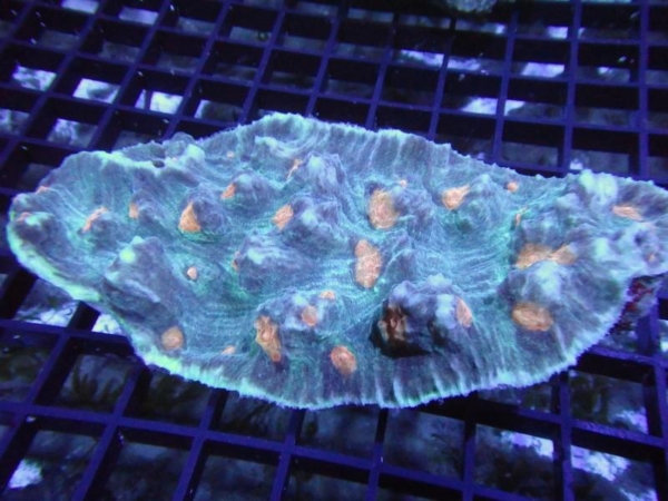 Mycedium
