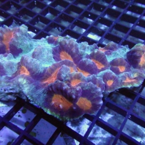Mycedium