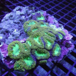 Blastomussa