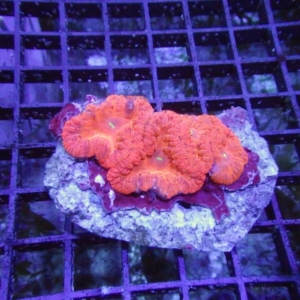 Blastomussa