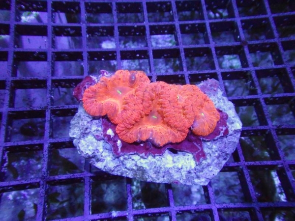 Blastomussa