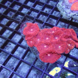 Blastomussa