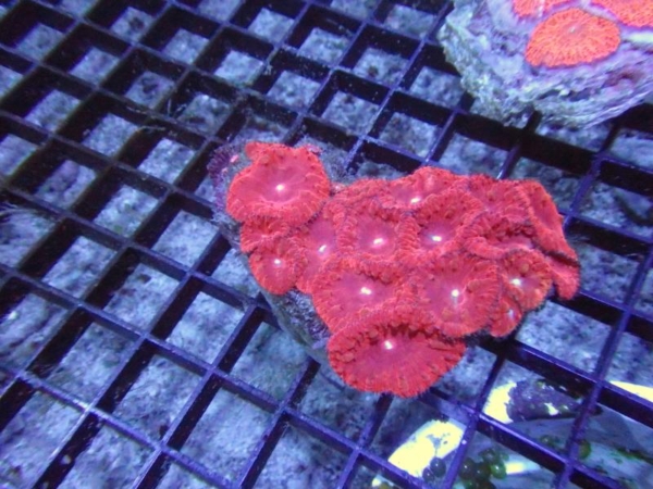 Blastomussa