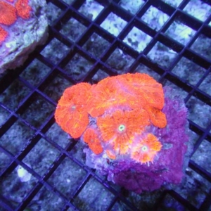Blastomussa