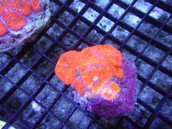 Blastomussa