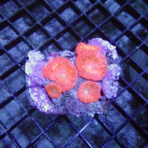 Blastomussa