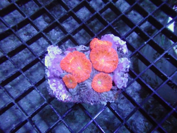Blastomussa