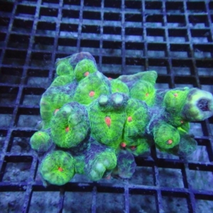Mycedium