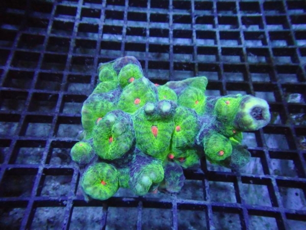 Mycedium