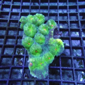 Mycedium