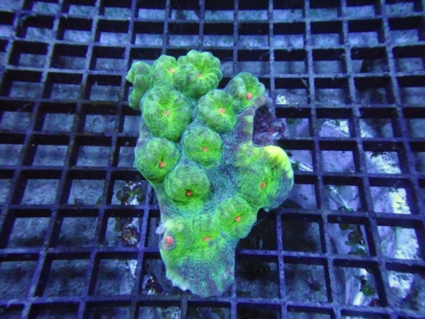 Mycedium