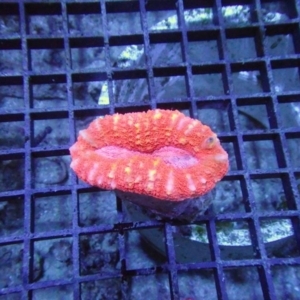 Lobophyllia