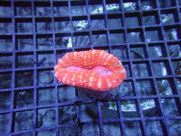 Lobophyllia