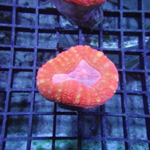 Lobophyllia