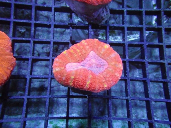 Lobophyllia