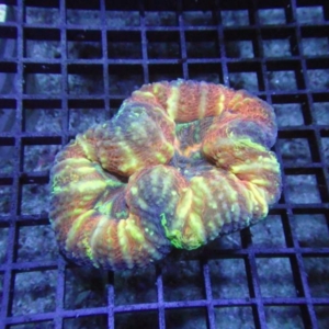 Lobophyllia