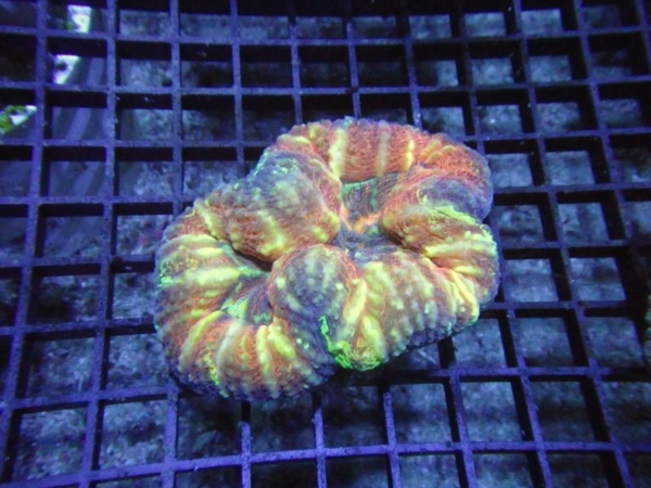 Lobophyllia