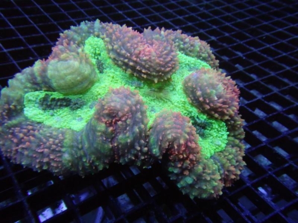 Lobophyllia