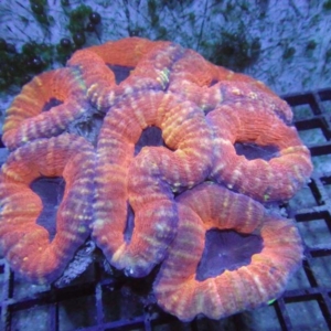 Lobophyllia