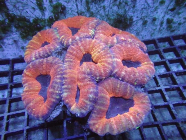 Lobophyllia