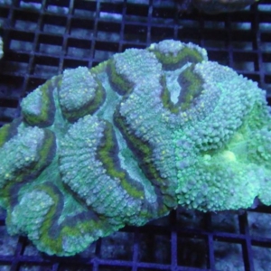Lobophyllia