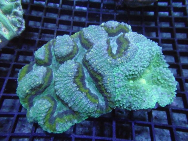Lobophyllia