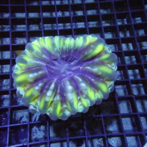 Cynarina