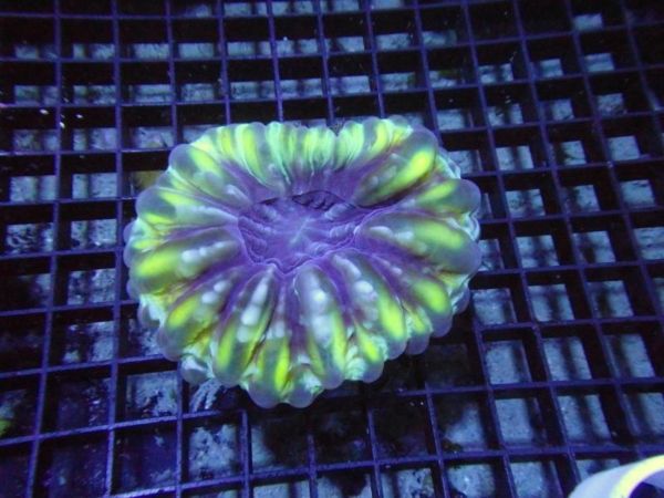 Cynarina