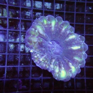 Cynarina