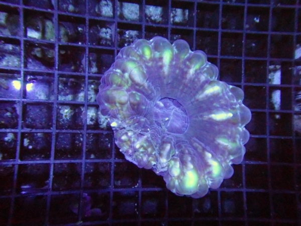 Cynarina