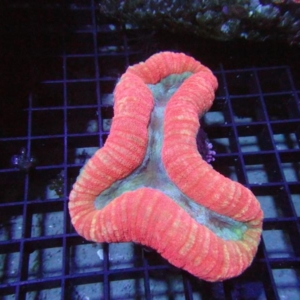 Lobophyllia