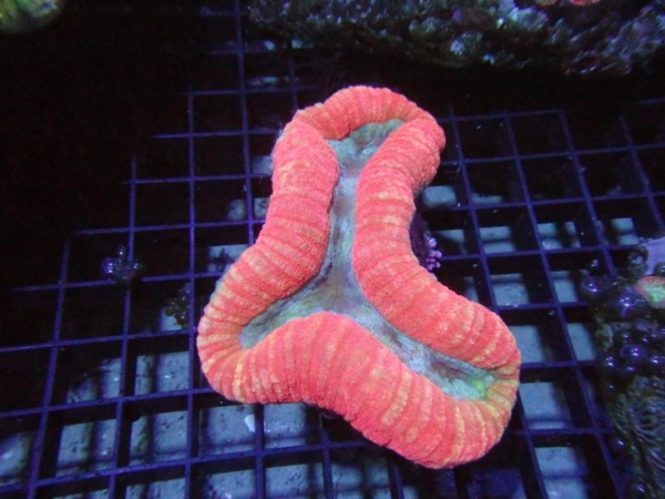 Lobophyllia