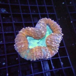 Lobophyllia