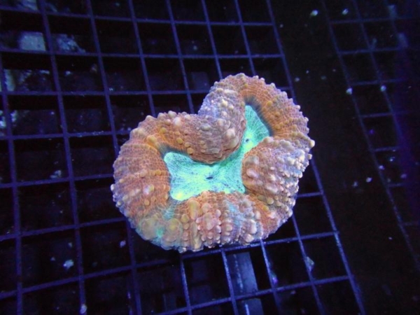 Lobophyllia