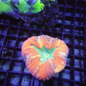 Lobophyllia