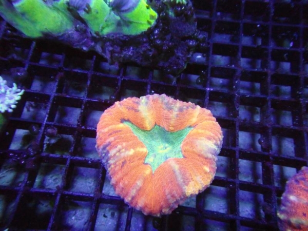 Lobophyllia