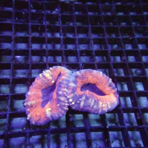 Lobophyllia