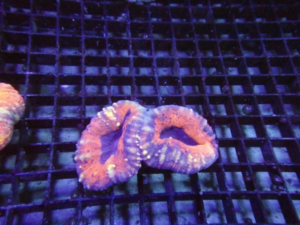 Lobophyllia