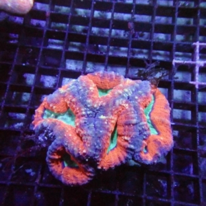 Lobophyllia