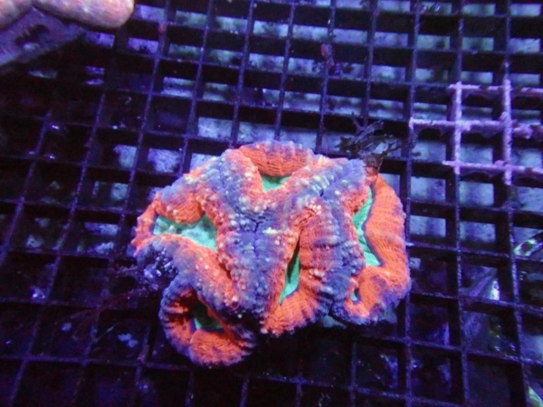 Lobophyllia