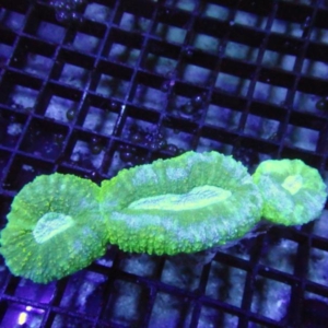 Lobophyllia