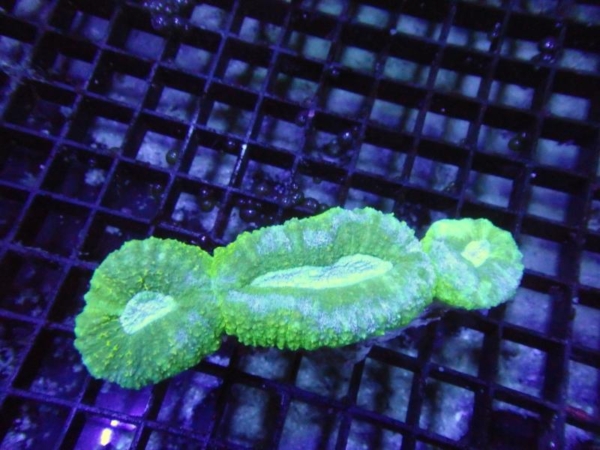 Lobophyllia