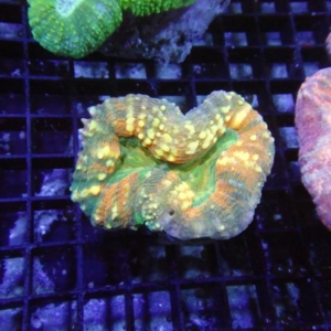 Lobophyllia