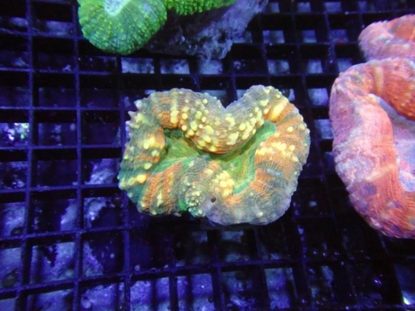 Lobophyllia