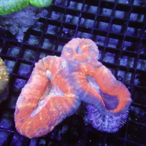 Lobophyllia