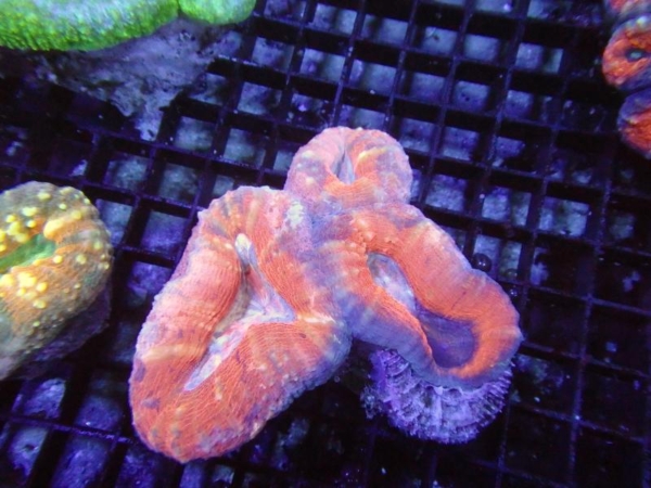 Lobophyllia