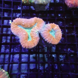 Lobophyllia