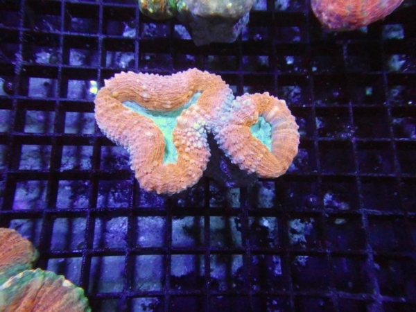 Lobophyllia